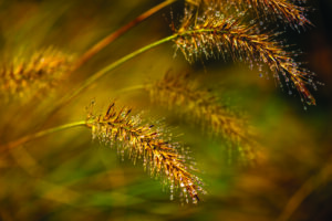 Farmers in select counties may be eligible for pasture pilot programs